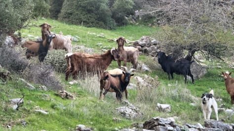 The many faces of Greece