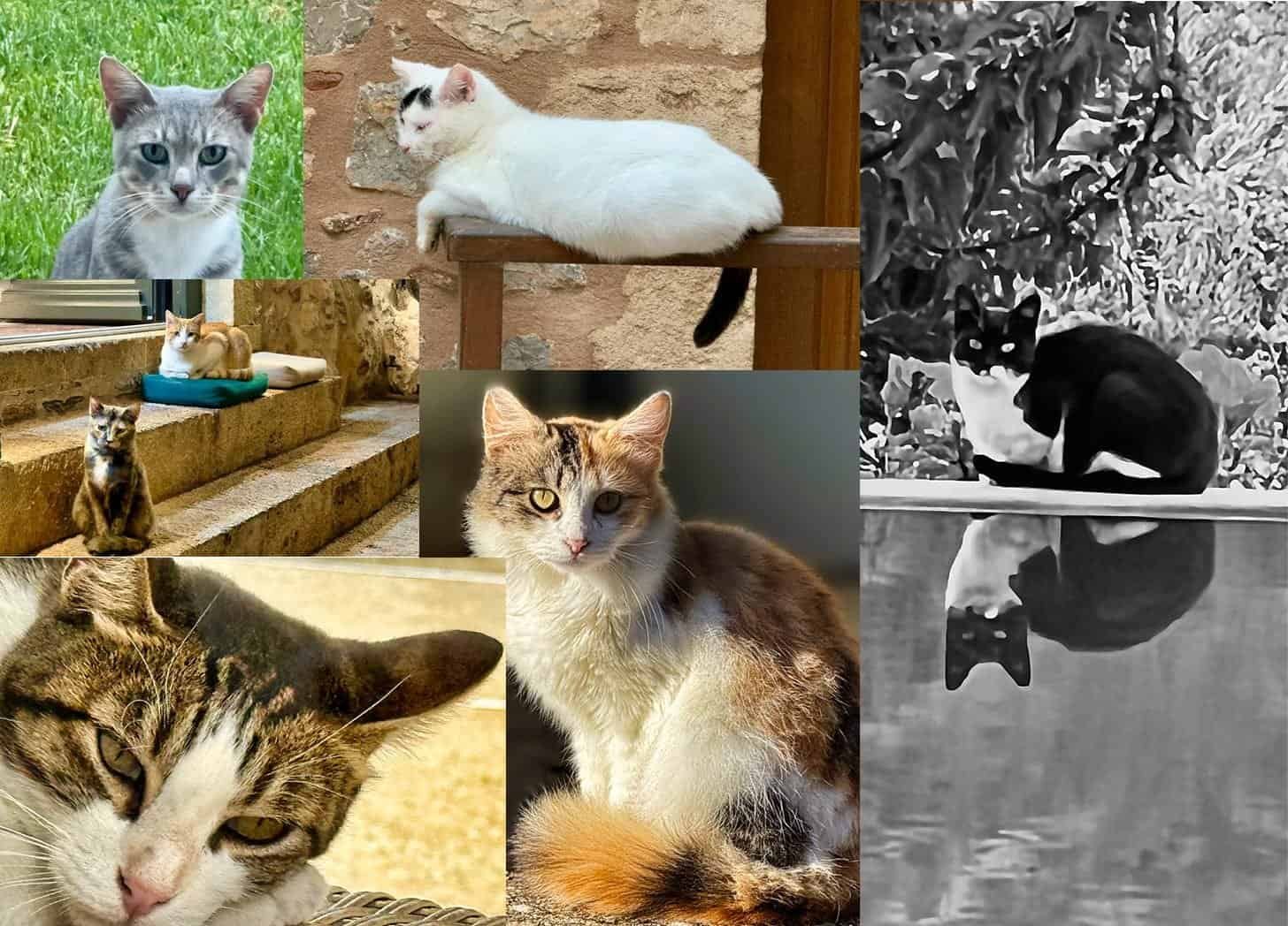 🐈 Why Are Cats Everywhere in Greece?